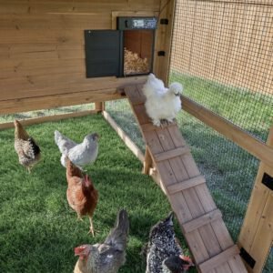 Rustic Roots Chicken Coop - Image 6