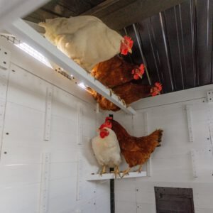 Sweetwater Chicken Coop - Image 8